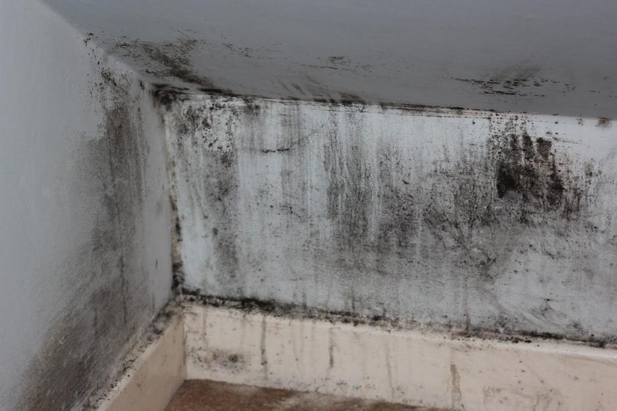 Is the Mold in My Basement Dangerous for My Family?