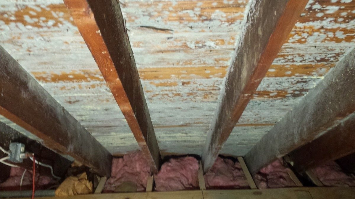 Attic Mold Removal Done Right: What Homeowners Should Know