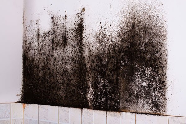 Mold Remediation in Greenwood Indiana